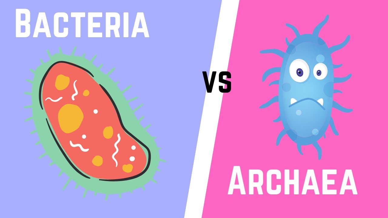 <p>In bacteria and archaea. </p>