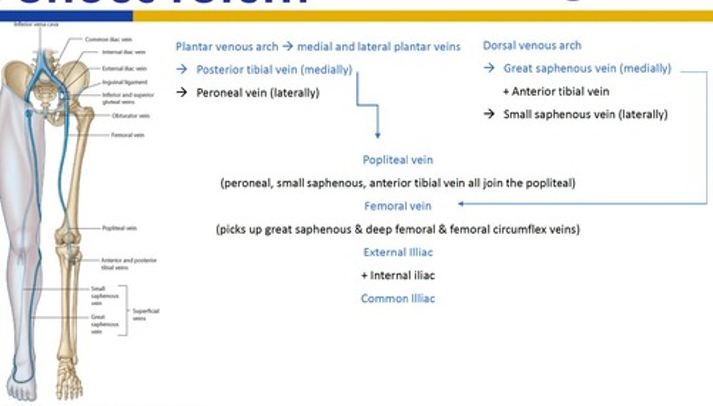 <p>The continuation of the femoral artery behind the knee; divides into the anterior and posterior tibial arteries.</p>