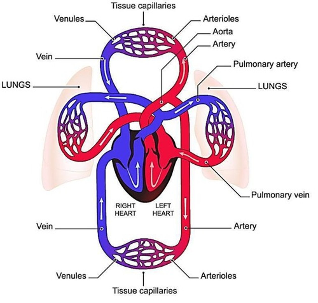 <p>Blood flow from heart to body and back.</p>