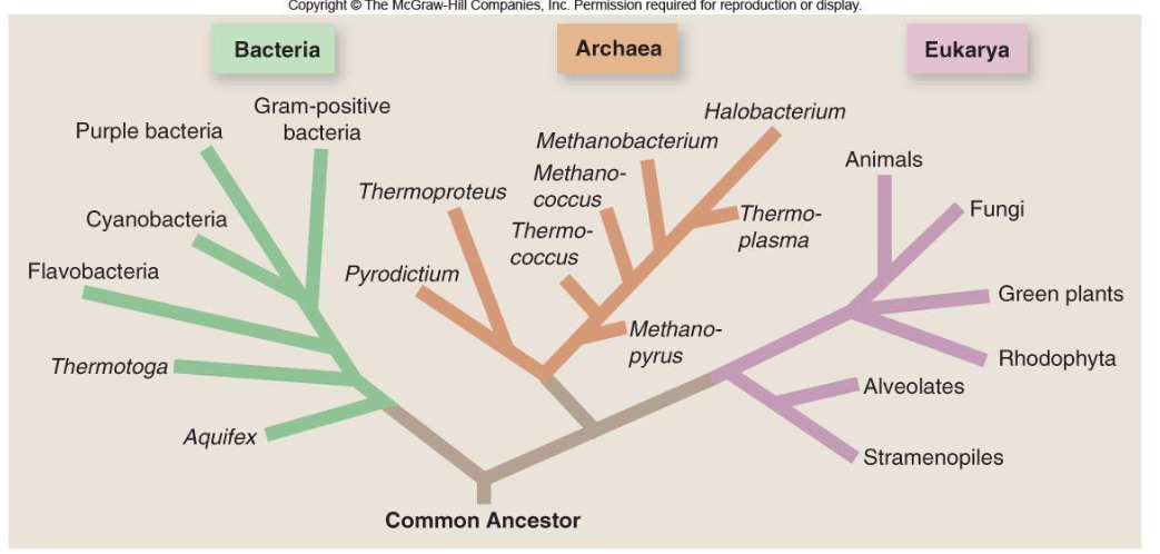 <p>word gebaseerd op rRNA analyse, archaea en eukarya zijn meer verwand aan elkaar dan eukarya en bacteria </p>