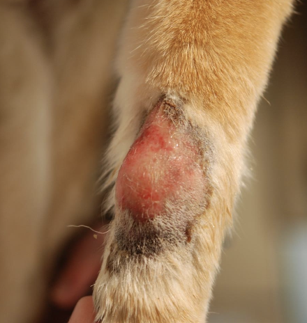 <p>cell proliferation, necrosis, and hemorrhage (if aggressive, but this is rare)</p>