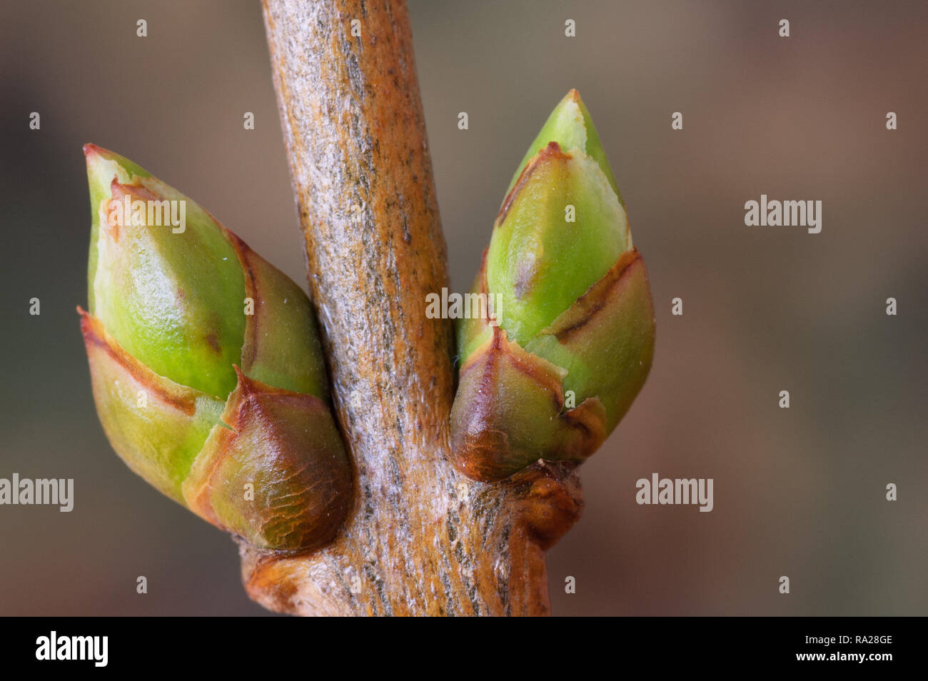 <p>What type of bud is this?</p>