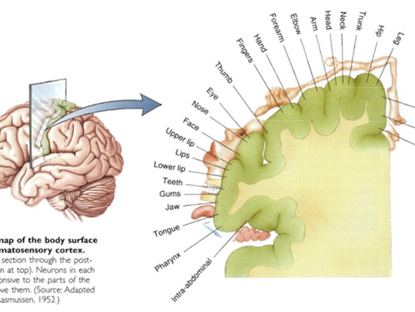 <p>neurons clustered in functional areas representing the various target organs they influence/are influenced by</p>