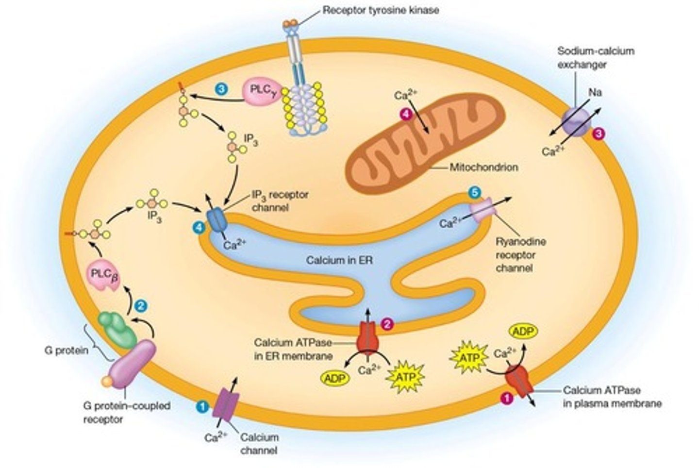 <p>Synthesizes steroids, membrane lipids, and detoxifies drugs.</p>