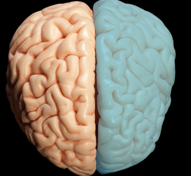 <p>what section is highlighted which is not?</p>