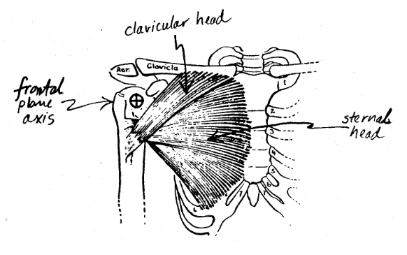 pectoralis major 

__… Plane__ Movements

Both heads act as prime movers in __adduction.__