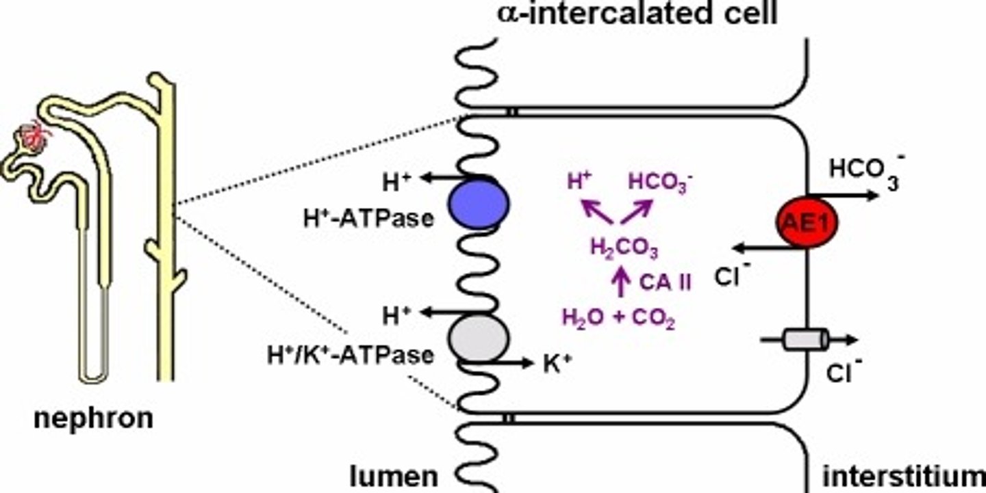 <p>(A) HCO3-</p><p>Cl- is transported into the alpha-intercalated cell while HCO3- is transported into the capillary via the interstitium. Because HCO3- is a base, it will increase the pH of the blood.</p>