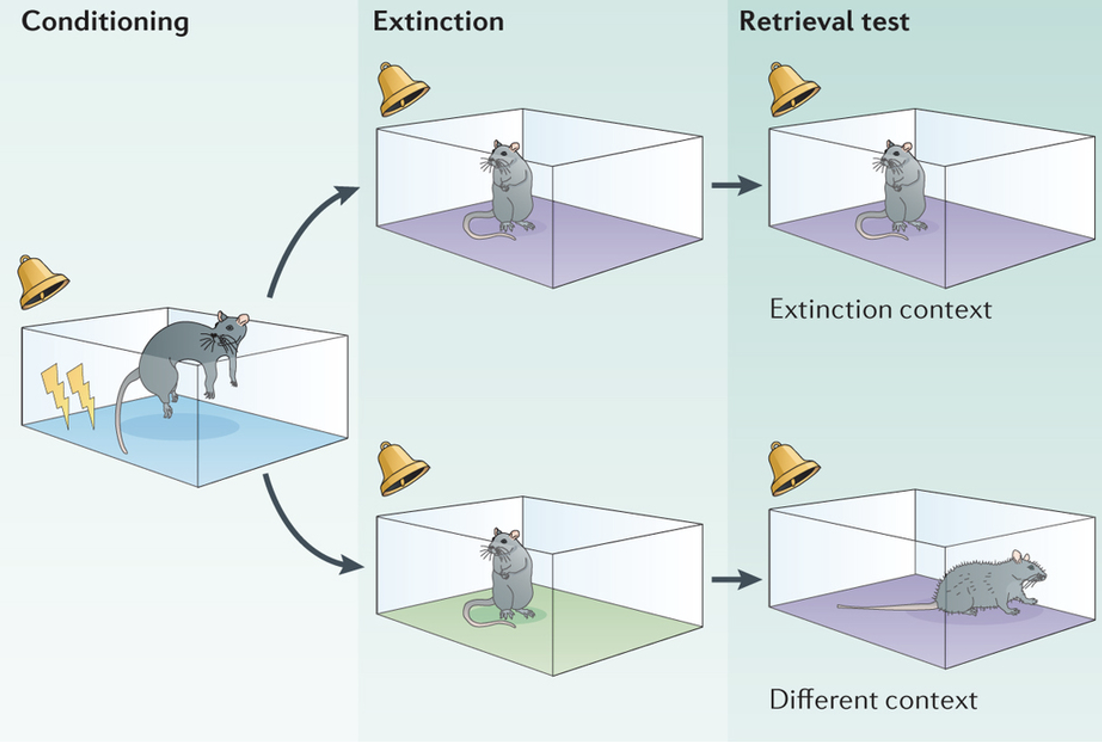 <p>Extinction occurs when tone presented repeatedly w/o additional shock pairing.</p><ul><li><p>But present the tone in a <strong>different</strong> box again, rat will freeze → <strong>extinction is context-dependent</strong></p></li></ul><p></p>
