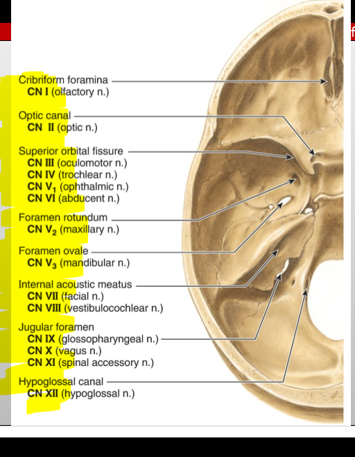 <p>Hypoglossal canal</p>