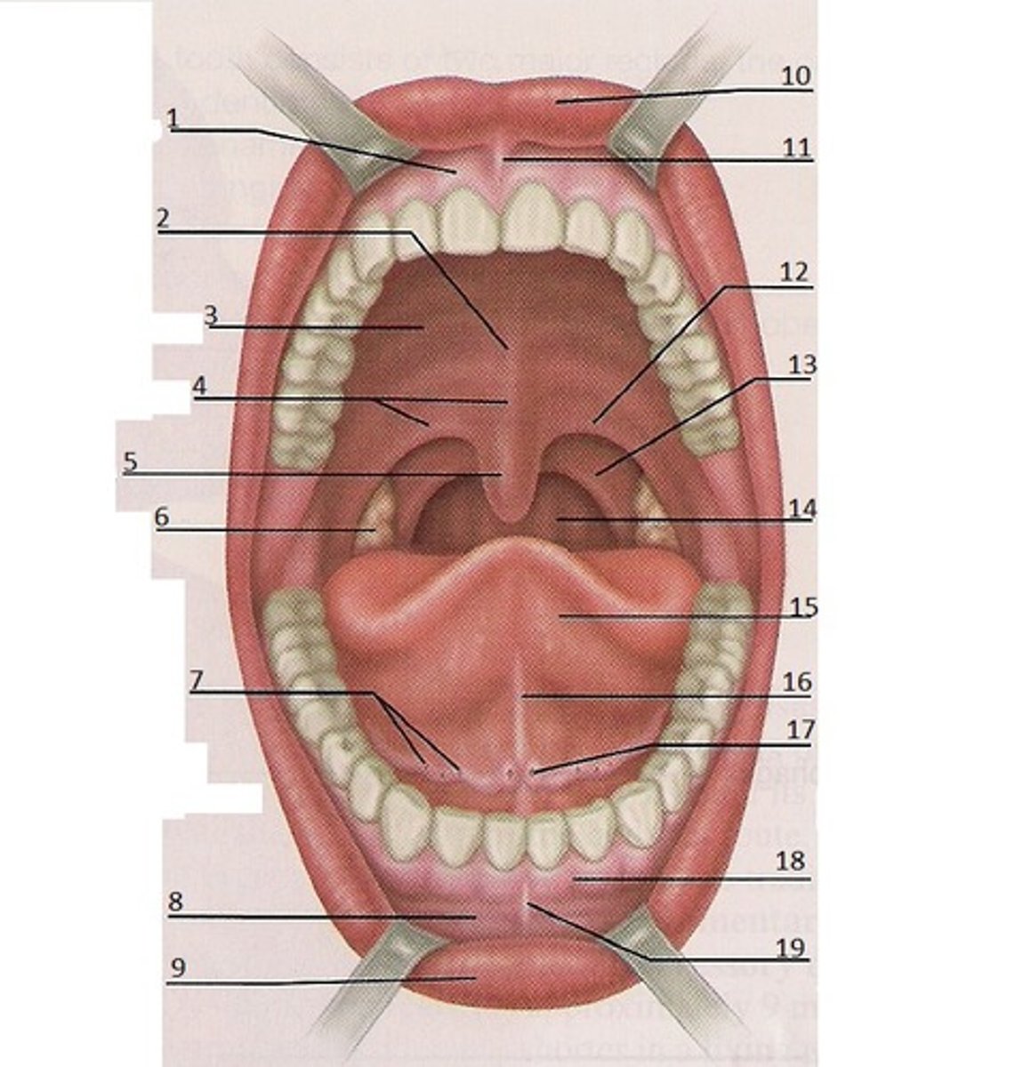 <p>Closest to tongue (12) "arch"</p>