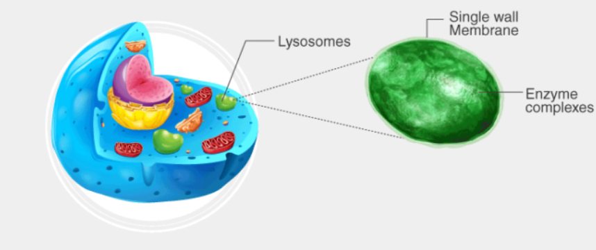 <p>Lysosome</p>