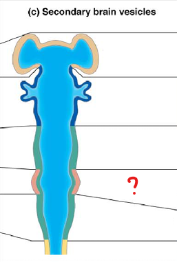 <p>part of the rhombencephalon</p>