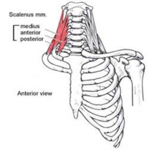 * Elevate upper ribs 
* Work with SCM to inc. A-P dimension of thorax (pump handle) 
* Innervated by ventral rami C3-C8 spinal nerve 