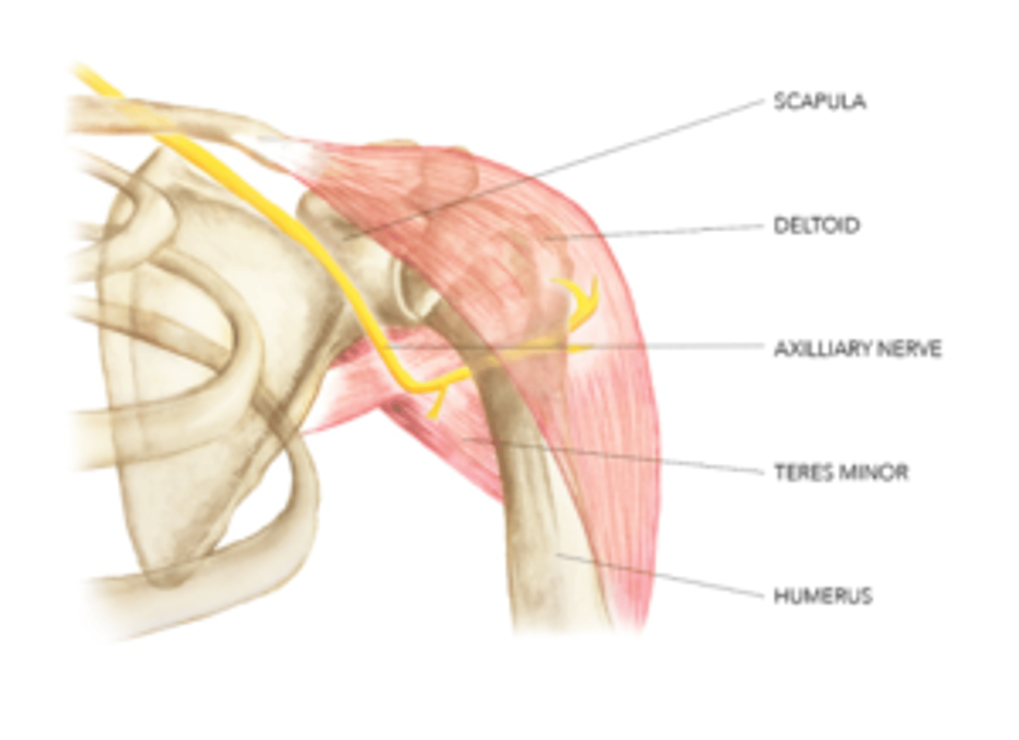 <p>axillary nerve</p>