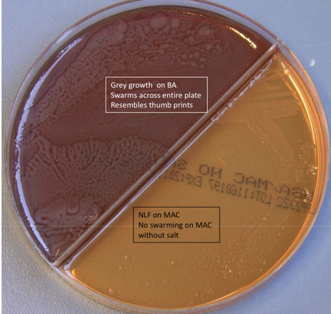 <p>GNB, from urine sample, catalase pos, oxidase neg, swarming, indole neg, lactose neg, maltose neg</p>