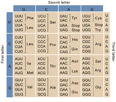 <p><span>Who “cracked the code” and figured of the 64 triplet codons, 61 code for amino acids; 3 triplets are “stop” signals that end translation, multiple letter codes can be the same amino acid but no codon specifies more than one amino acid?</span></p>