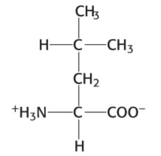 <p>Which amino acid is this</p>