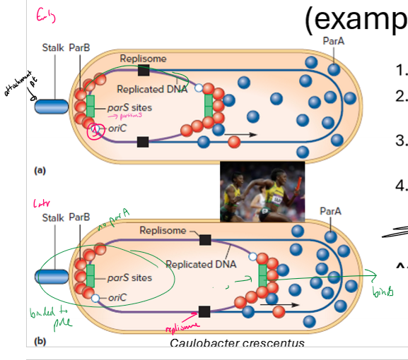 <ul><li><p>A structure formed during bacterial cell replication that anchors replicated chromosomes at one pole of the cell, ensuring proper distribution to daughter cells</p></li><li><p>made of parS sites on chromosome binding to parA proteins</p></li></ul><p></p>