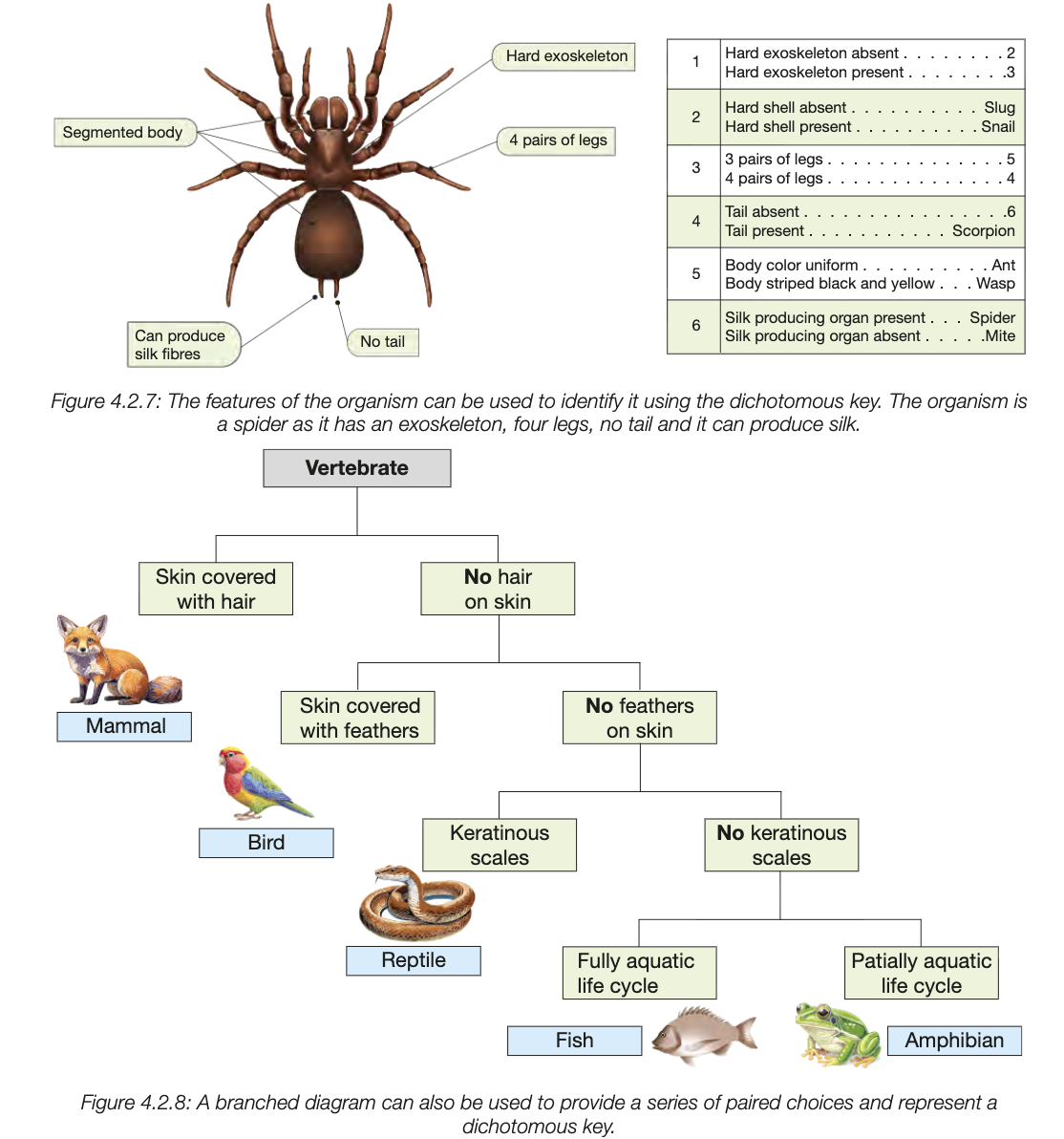 <ul><li><p>presents a series of mutually exclusive choices, one applies to a species, lead on until the correct statement leads to the identification of the species</p></li></ul><p></p>