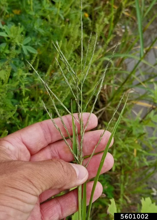 Longevity: Perennial

Season of Growth: Warm

Origin: Native

Economic Value

Wildlife: Fair

Grazing: Good
