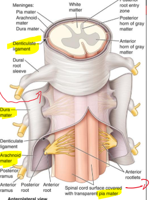 <p>Has fibrous sheets of pua extending midway b/w posterior and anterior rootlets from lateral surface of spinal cored</p>