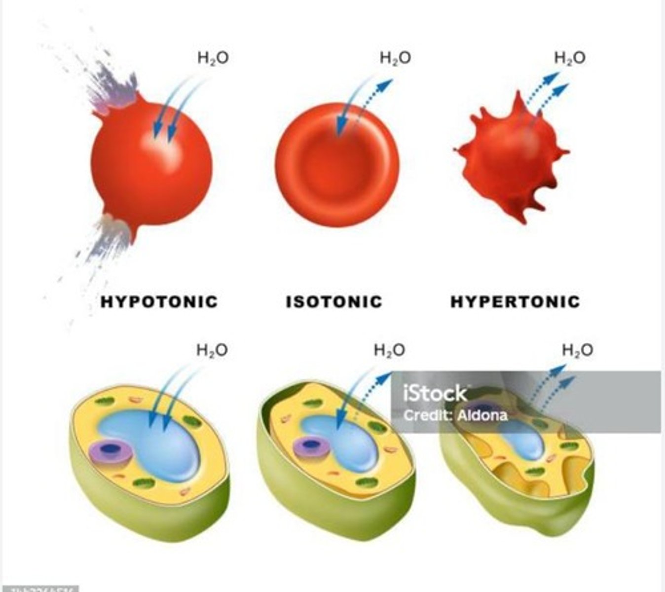 <p>high concentration of solute</p>
