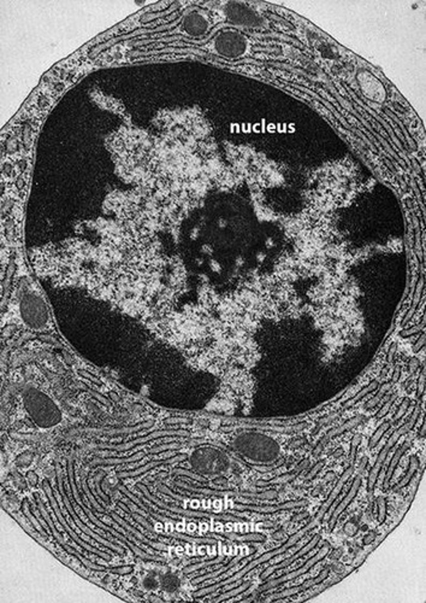 <p>Extensive membrane system for protein and lipid synthesis.</p>