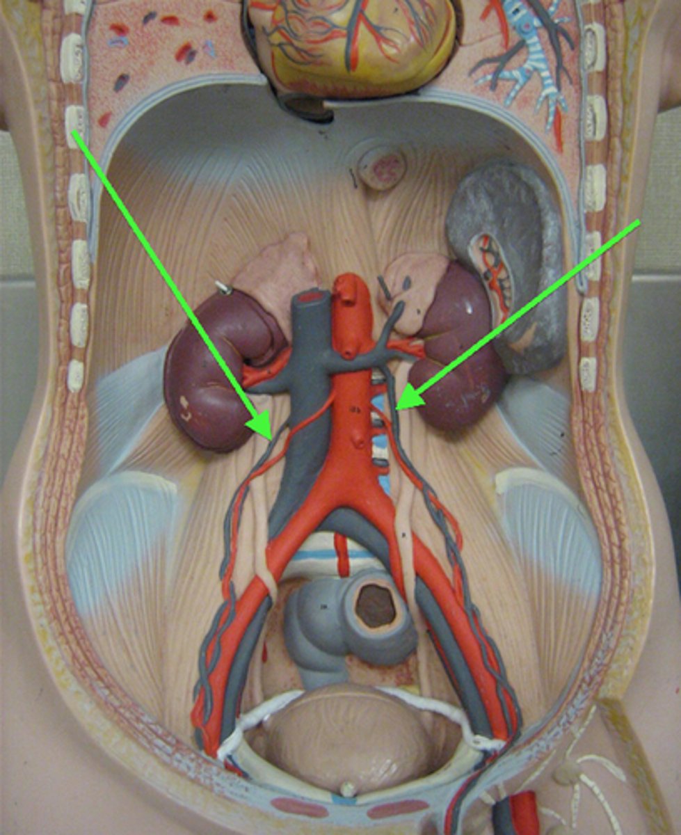 <p>Name the blood vessels.</p>