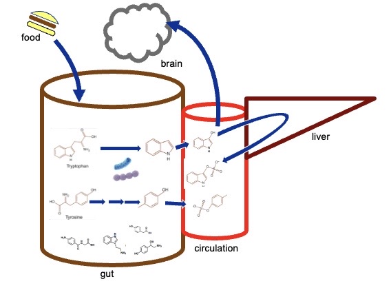 <p><span style="font-family: "Avenir Book";"><strong><span>An unsupervised pharmacy in our gut?</span></strong></span></p>