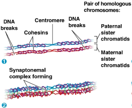 <p>Synaptonemal complex</p>