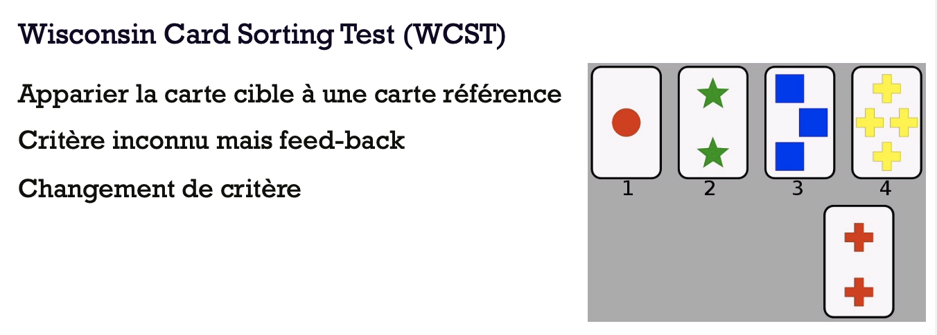 <p>→ permet de se désengager d’un ensemble de réponse ou d’un type de représentations particulières afin de s’engager dans une nouvelle tâche </p><ul><li><p>nombre d’essais requis pour prise en considération du nouveau critère ? </p><p>= nombre de persévération </p></li><li><p>évolution lente des capacités de flexibilité au cours du développement </p></li><li><p>plus tardive que l’inhibition </p><ul><li><p>jonglante entre 2 règles dans la tâche du Wisconsin : possible seulement à partir de 4 ans </p></li></ul></li><li><p>les capacités de flexibilité mentale se développent ensuite plus rapidement, et dès 11 ans en moyenne, les enfants ont des capacités similaires à celles des adultes </p></li><li><p>des enfants de 12 ans peuvent encore manifester des comportements de persévération lors de tâches complexes </p></li></ul><p></p>