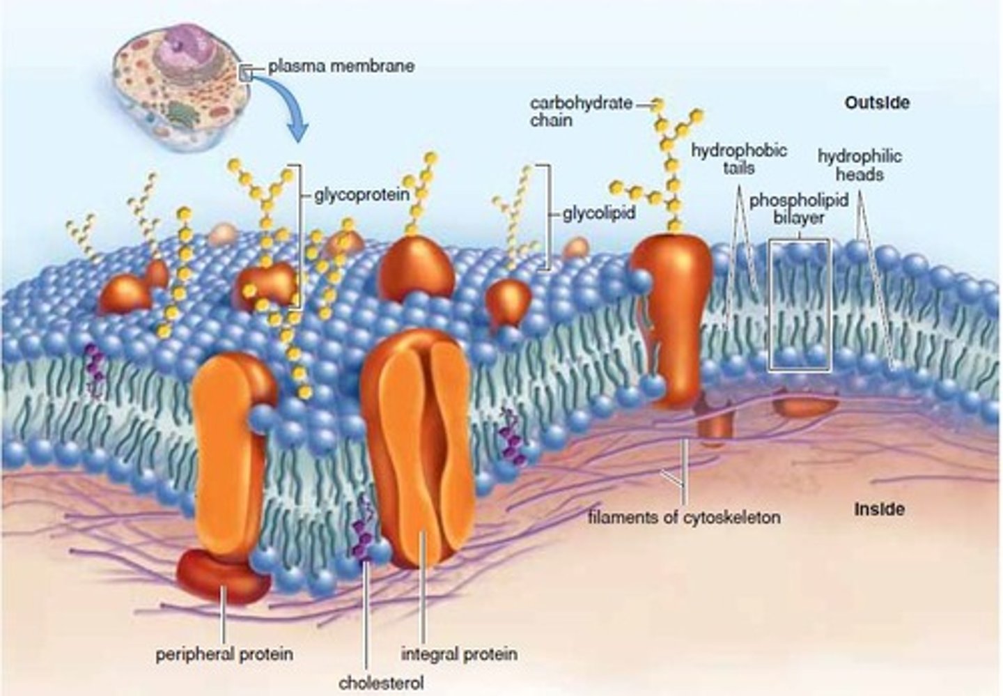 <p>States that membrane proteins float freely throughout the phospholipid bilayer.</p>