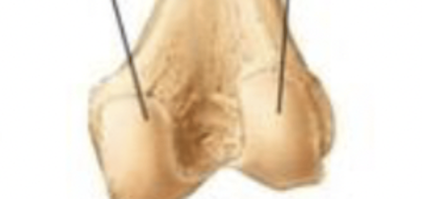<p>the medial and the lateral condyle</p>