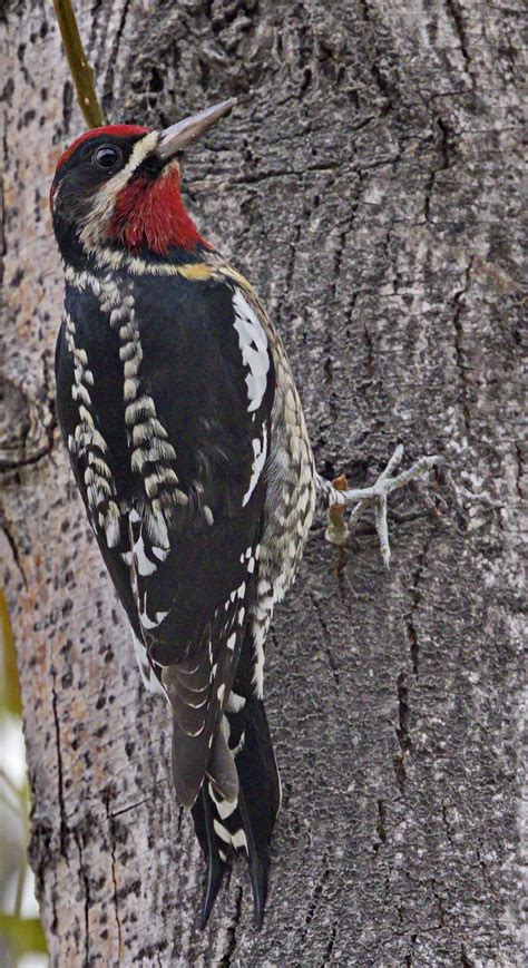 **Red forehead and chest, wedge-shaped forehead**, black/white checkered and barring. Males and females similar.