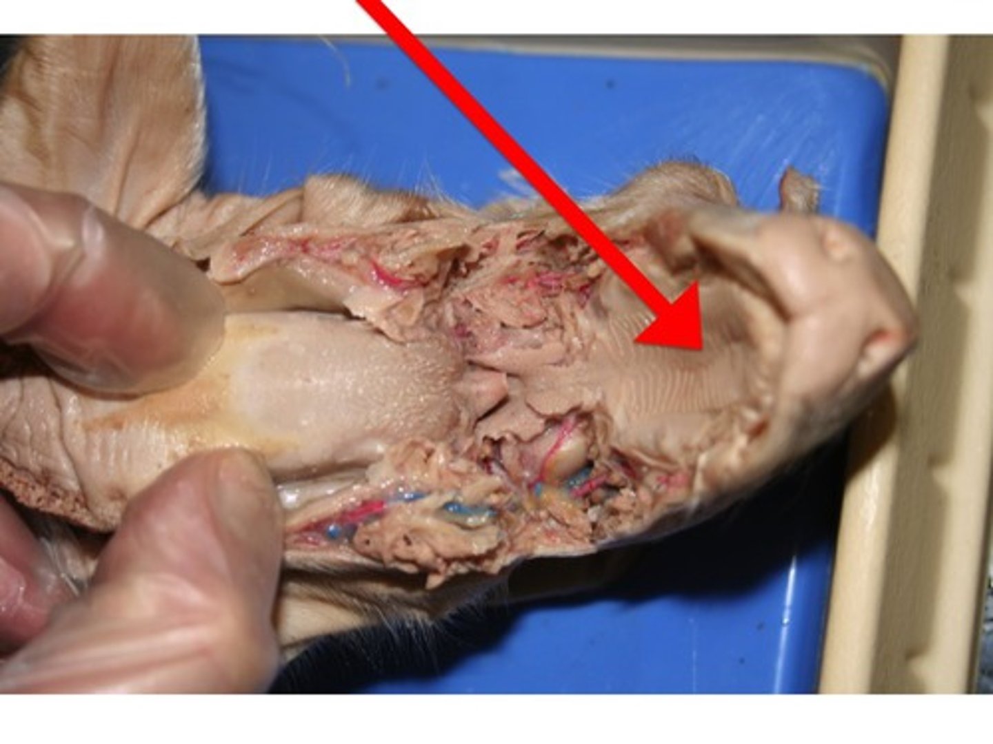 knowt flashcard image