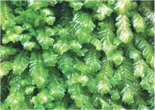 <p>Identify</p>