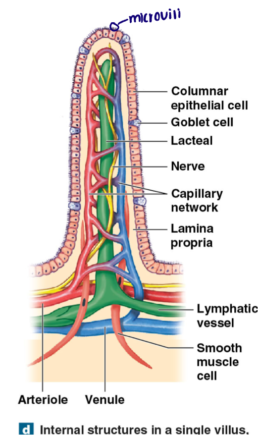 <ul><li><p>Simple columnar epithelium (brush border) </p></li><li><p>Goblet cell: produce mucus </p></li><li><p>Intestinal crypts (glands) found at the base of the villi</p><ul><li><p>Brush boarder stem cells </p></li><li><p>Paneth cells: immune cells; release antibacterial chemicals </p></li><li><p>Endocrine cells: release CCK, secretin, and others </p></li></ul></li></ul><p></p>