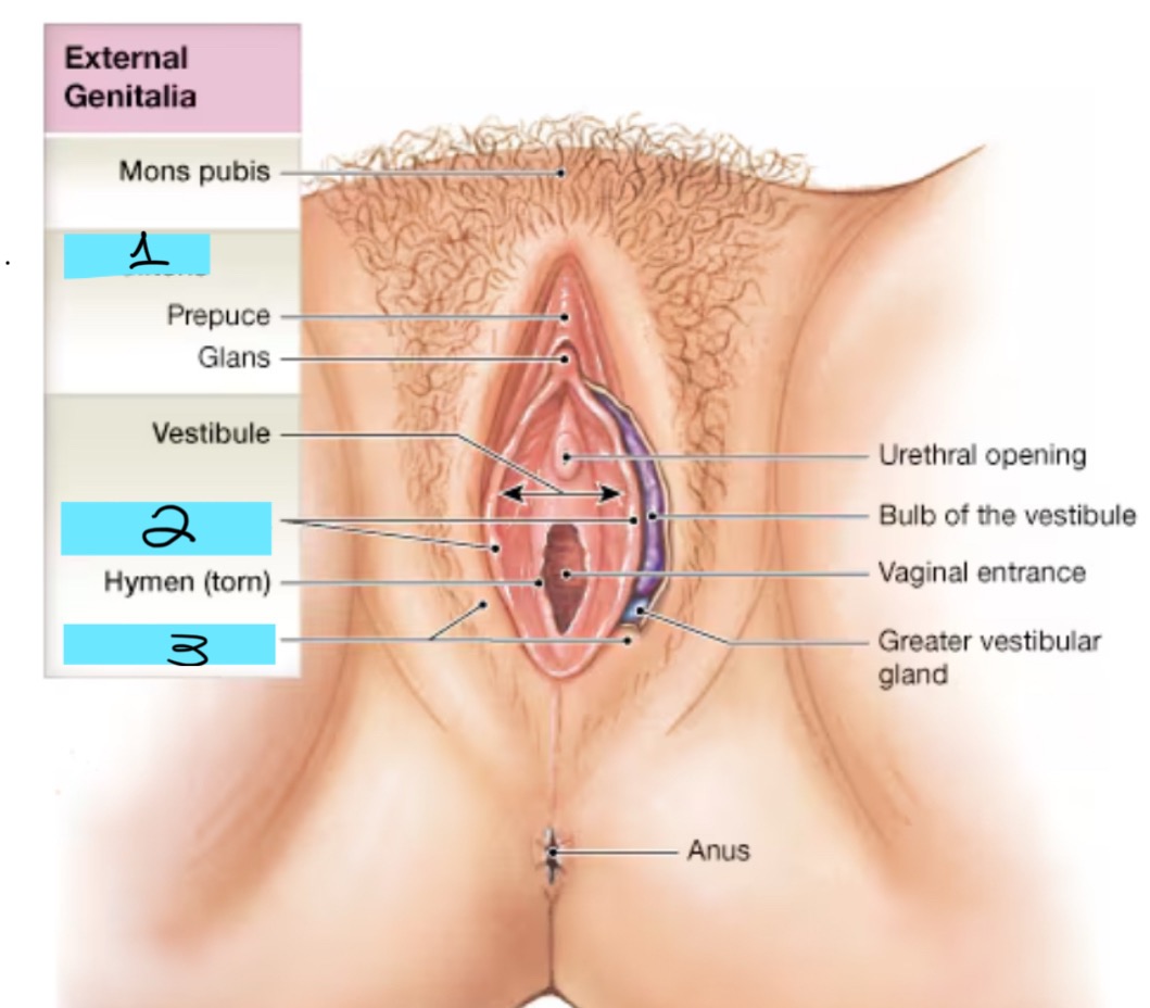 <p>Vicky Reproductive Cadaver:</p>