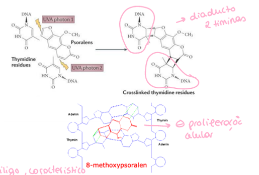 <p>As mais comuns de fazer este efeito são as lineares (prenilação em c6), por se ligarem as bases pirimidicas do dna (tiamina e citosina), formando ligações de monoadição que originam monoaductos ou diaductos.</p><p>Usado em: PUVA terapia</p><p>Vitiligo: Estimula a melanogénese, isto permite uma maior proliferação de melanócitos, sintese de tirosinase, formação e melanização dos melanossomas e a transferência dos melanossomas para os queratinócitos, escurecendo as zonas mais claras da pele.</p><p>Formas mais agressivas da Psoríase: efeito anti-proliferativo das células basais da epiderme, permitindo um menos espessamento desta camada, gerando menor escamação</p><p>Assim tem um efeito seletivo, mas tem de ser monitorizado.</p><p>Contraindicado: grávidas, crianças, individuos com outras afeções cutâneas e com insuf renal ou cardíaca.</p><p>Riscos: Vertigens, cefaleias, fotossensibilização, melanoma, carcinoma espinular, envelhecimento do cristalino e cutâneo, problemas digestivos.</p>