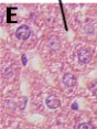 <p>What structure is indicated by E</p>