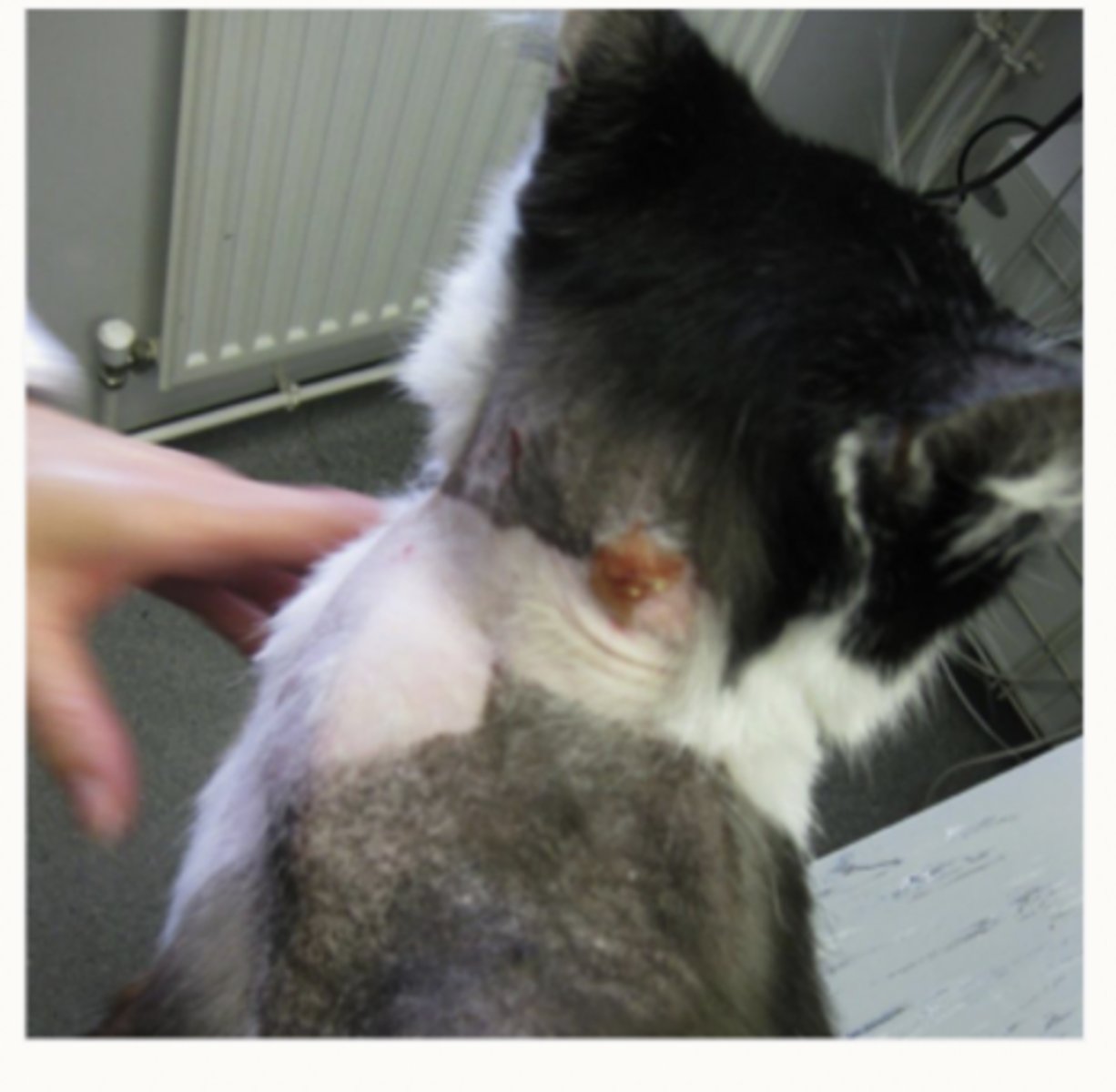 <p>Case 2</p><p>describe this mass, what is it likely to be</p>