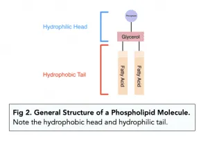 <ul><li><p>A type of lipid that has a phosphate group, a glycerol molecule and two fatty acids.</p></li><li><p>The fatty aids are joined with an ester bond.</p></li><li><p>The phosphate head is hydrophilic.</p></li><li><p>The fatty acid tail is hydrophobic.</p></li></ul>