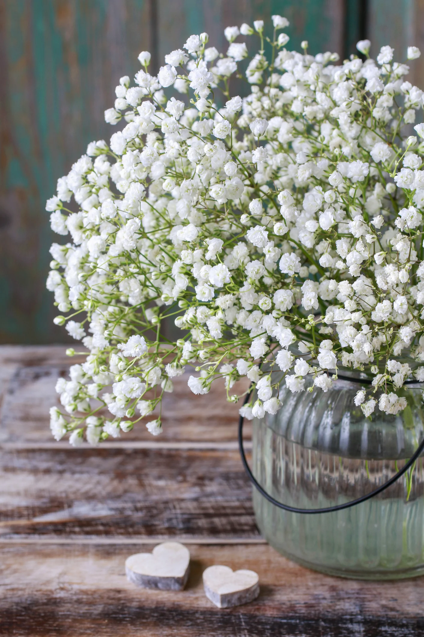 <p>Baby’s Breath, Gyp</p>