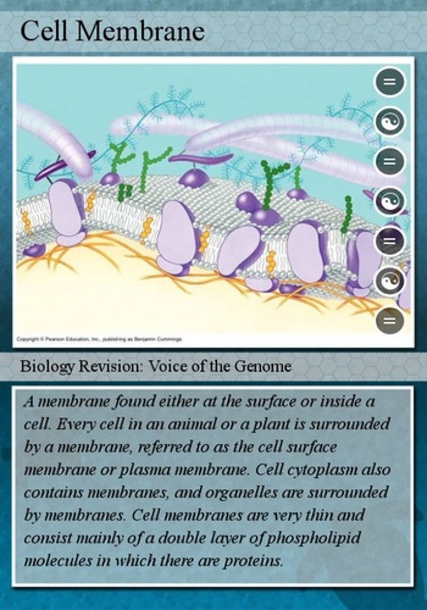 <p>controls what can enter/exit the cell</p>