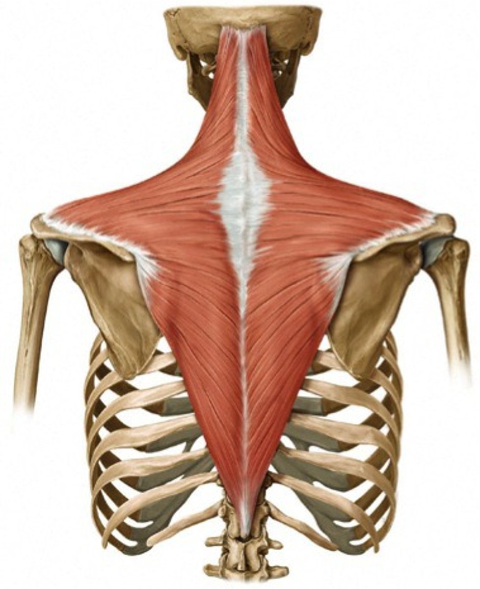 <p>Retraction, medial AND lateral rotation, elevation, depression, extension of neck</p>