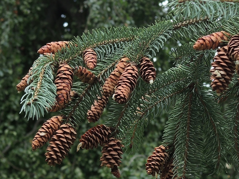 <p>White Spruce</p>