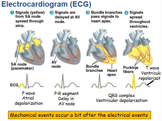 <p>An ECG is a special test that records the electrical activity of the heart. It can show how fast the heart is beating and whether the electrical signals are normal.</p>