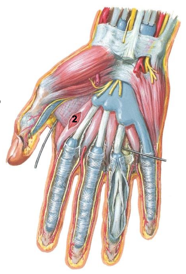 <p><span>What two flexor tendon groups are found in the central compartment?</span></p>