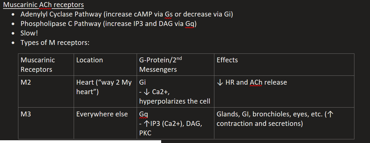 <p>Heart (“way 2 My heart”)</p><p>Gi (↓ Ca2+, hyperpolarizes the cell)</p><p>↓ HR and ACh release</p><p></p>
