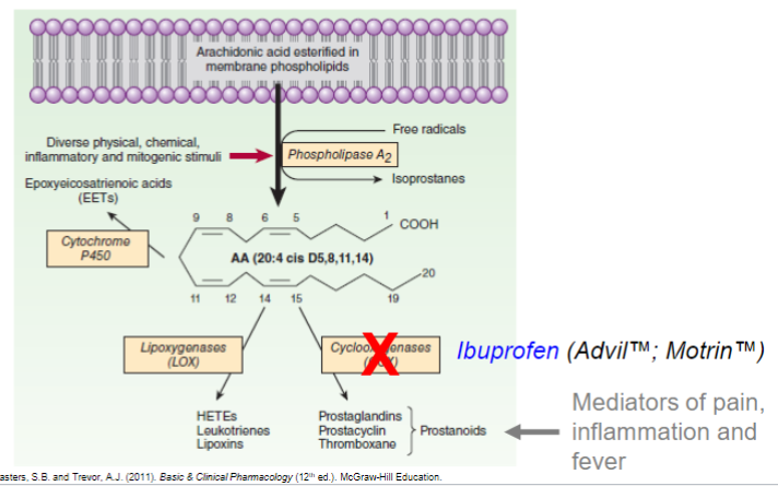 <ul><li><p>non-steroidal anti-inflammatory drug (NSAID)</p></li><li><p>inhibits the enzyme cyclooxygenase (COX)</p><ul><li><p>stops release of Prostanoids (mediators of pain, inflammation and fever</p></li></ul></li></ul>